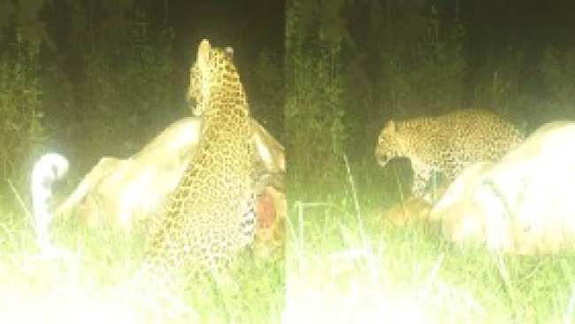 CG leopard attack: शुक्रवार को तेंदुए ने सांकरा वन परिक्षेत्र के धौराभाठा, खुदूरपानी भैंसामुड़ा पंचायत के गांव में घुसकर घर के बाहर गली में खेल रही 3 साल की बच्ची