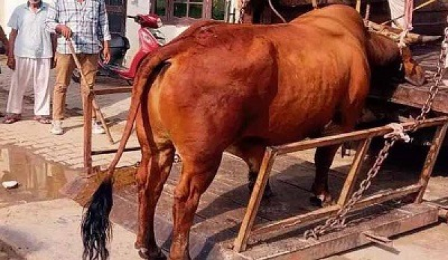 बीरगांव नगर निगम के आयुक्त बृजेश सिंह क्षत्रिय जानवरों की सुरक्षा पर सख्त आदेश के साथ नगर निगम के कर्मचारी गाड़ी में स्पीकर लगाकर जानवरों को चोट न पहुंचाने की अपील करते हुए