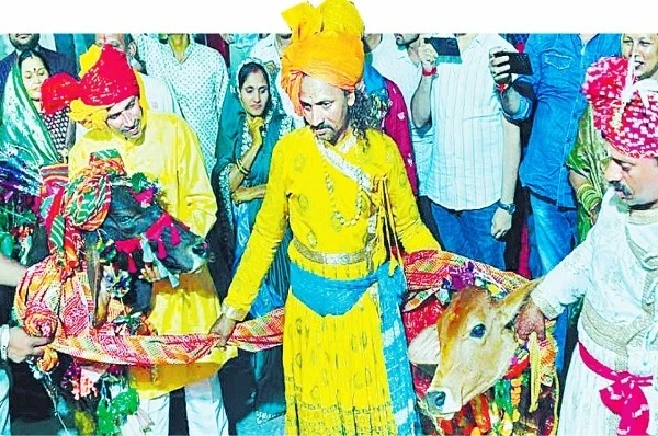 उज्जैन के विष्णुपुरा में अनोखा गाय और नंदी का विवाह, जिसमें पेमल रानी गाय दुल्हन बनी और नंदी तेजा दूल्हा।