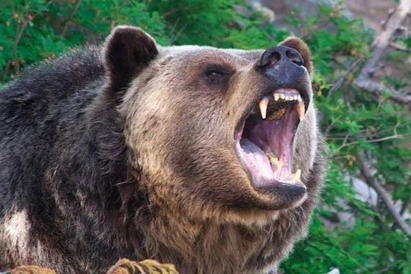 मरवाही में भालू के हमले से घायल और मृतक के मामले