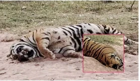 Guru Ghasidas National Park: कोरिया वन मंडल के अंतर्गत गुरुघासीदास राष्ट्रीय उद्यान में एक वयस्क बाघ मृत मिला है। उद्यान की सीमा पर रामगढ़ क्षेत्र के देवसील ग्राम पंचायत के मार्ग पर