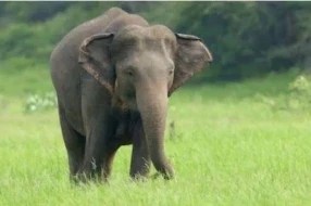 CG News: रायगढ़ जिले के धर्मजयगढ़ वन मंडल के बोरो रेंज के जमरगी डी बीट के जंगली हाथी ने फसल की रखवाली कर रहे ग्रामीण को कुलच दिया, जिससे मौके पर