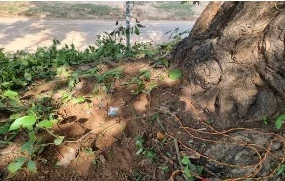 IED Blast: महाराष्ट्र विधानसभा चुनाव के बीच नक्सलियों की एक बड़ी साजिश नाकाम हो गई है। माओवादी संगठन लगातार छत्तीसगढ़ और महाराष्ट्र के सीमावर्ती इलाकों में किसी