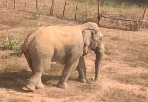 कोरबा जिले में जंगली हाथी का आतंक, ग्रामीणों ने शोर मचा कर उसे करतला गांव से बाहर खदेड़ा।