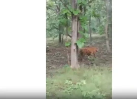 CG News: मध्यप्रदेश के कान्हा-किसली से निकली बाघिन को अब मरवाही वन मंडल की सीमा पर भनवारटंक होते हुए गौरेला मार्ग में विचरण करते हुए देखा गया