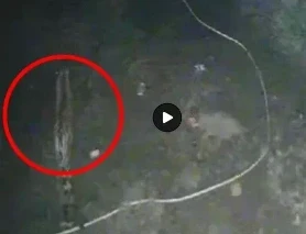 CG News: गौरेला के प्रसिद्ध ज्वालेश्वर महादेव मंदिर में लगे सीसीटीवी कैमरों में बाघिन की चहलकदमी करते हुए तस्वीरें कैद हुई हैं। मध्य प्रदेश और छत्तीसगढ़ वन विभाग की टीम संयुक्त रुप से बाघिन के हर मूवमेंट