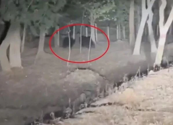 वन विभाग