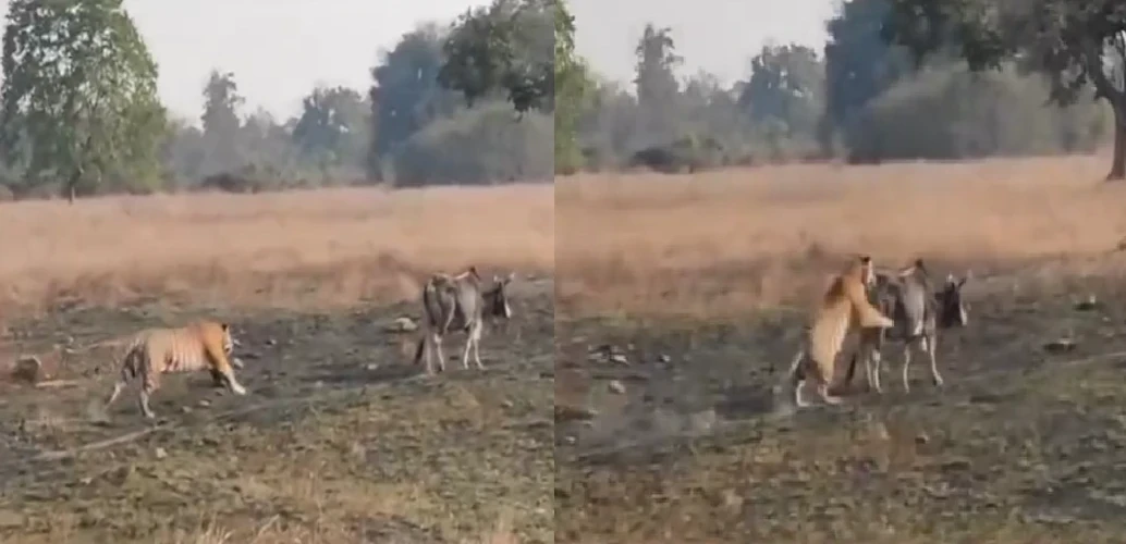 बिलासपुर में बाघ का आतंक