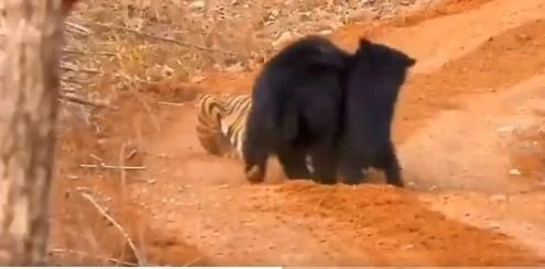 Viral video: नारायणपुर। छत्तीसगढ़ के वन मंत्री केदार कश्यप ने अपने सोशल मीडिया पर इस वीडियो को साझा करते हुए लिखा, 'मां आखिर मां होती है,बच्चे को बचाने टाइगर से भिड़ गई मादा भालू। वन मंत्री केदार कश्यप ने वीडियो को छत्तीसगढ़ के