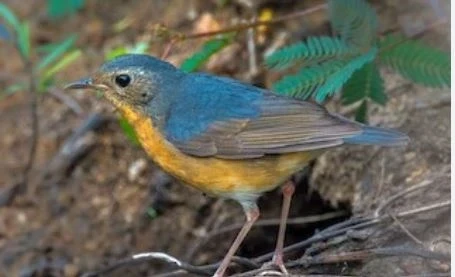 Rare Indian Blue Robin seen in Dongargarh