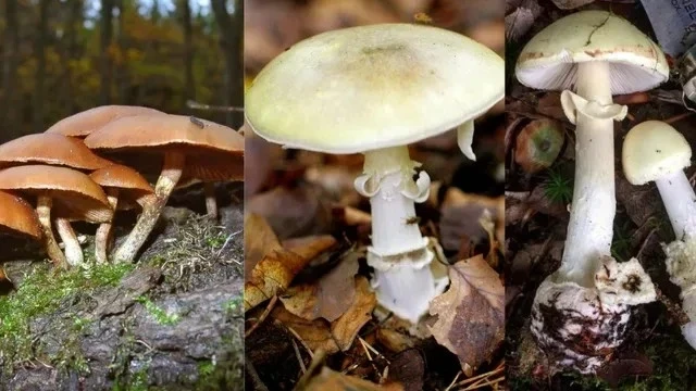 CG News : जहरीला मशरूम खाने से एक परिवार के 4 लोग अस्पताल में भर्ती