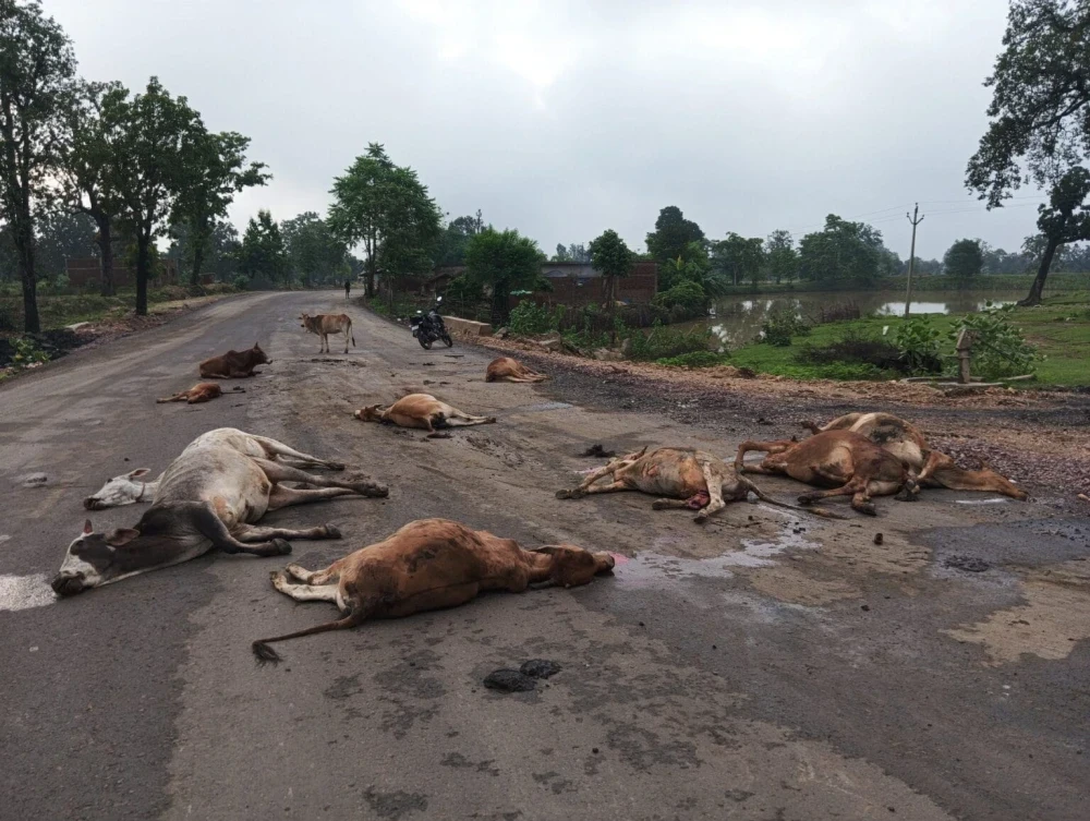 CG News : तेज रफ्तार हाईवा ने सड़क पर बैठी गायों को रौंदा, 17 की मौत, 5 घायल, ड्राइवर फरार