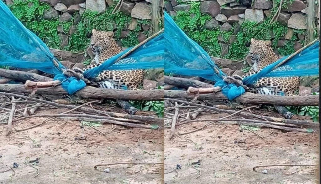 बालोद के कंकालिन गांव में किसान की बाड़ी में फंसे तेंदुए को रेस्क्यू करता वन विभाग।