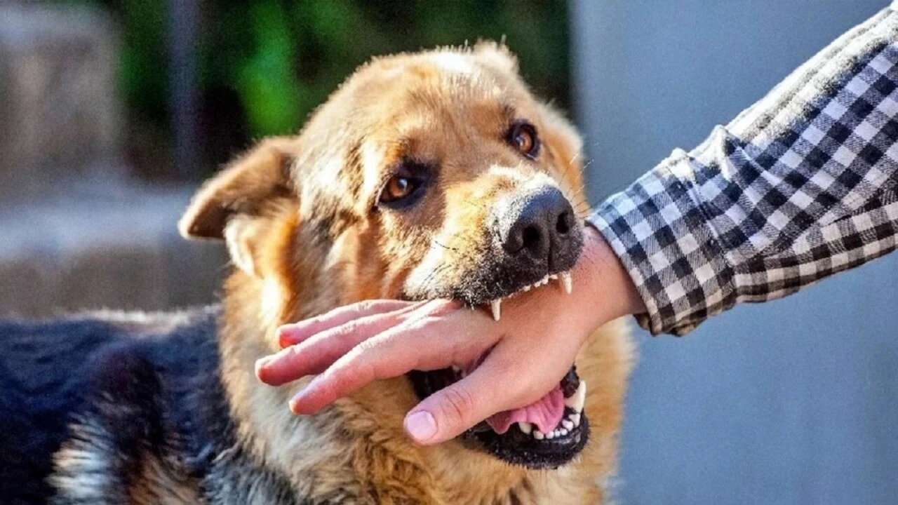Dog Bitten