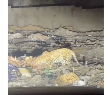 newsplus21 Chhattisgarh News, Leopards Pair, Viral Video