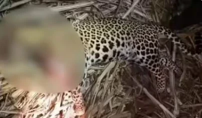 CG News, Leopard Attacks, Gariaband, Chhattisgarh