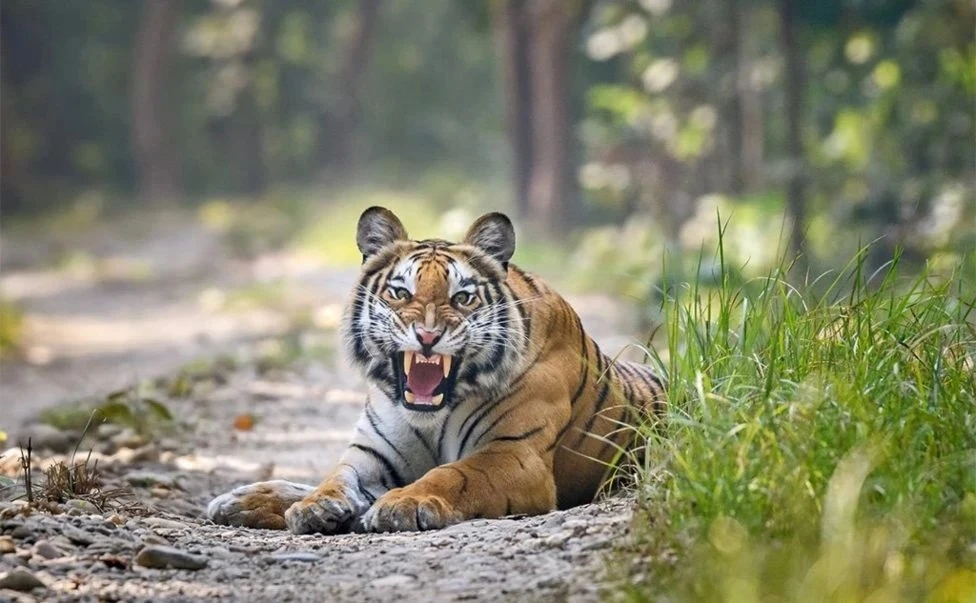 Tiger Attacks Womens